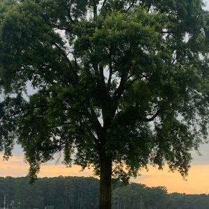 Meet your Posher, Nelson